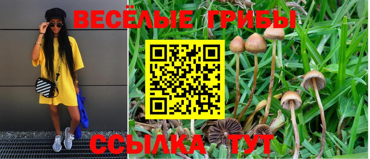 Псилоцибиновые грибы Psilocybine cubensis Полевской